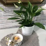 Casa Nonna Elide Appartamento *